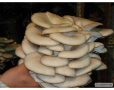 mushrooms2.jpg