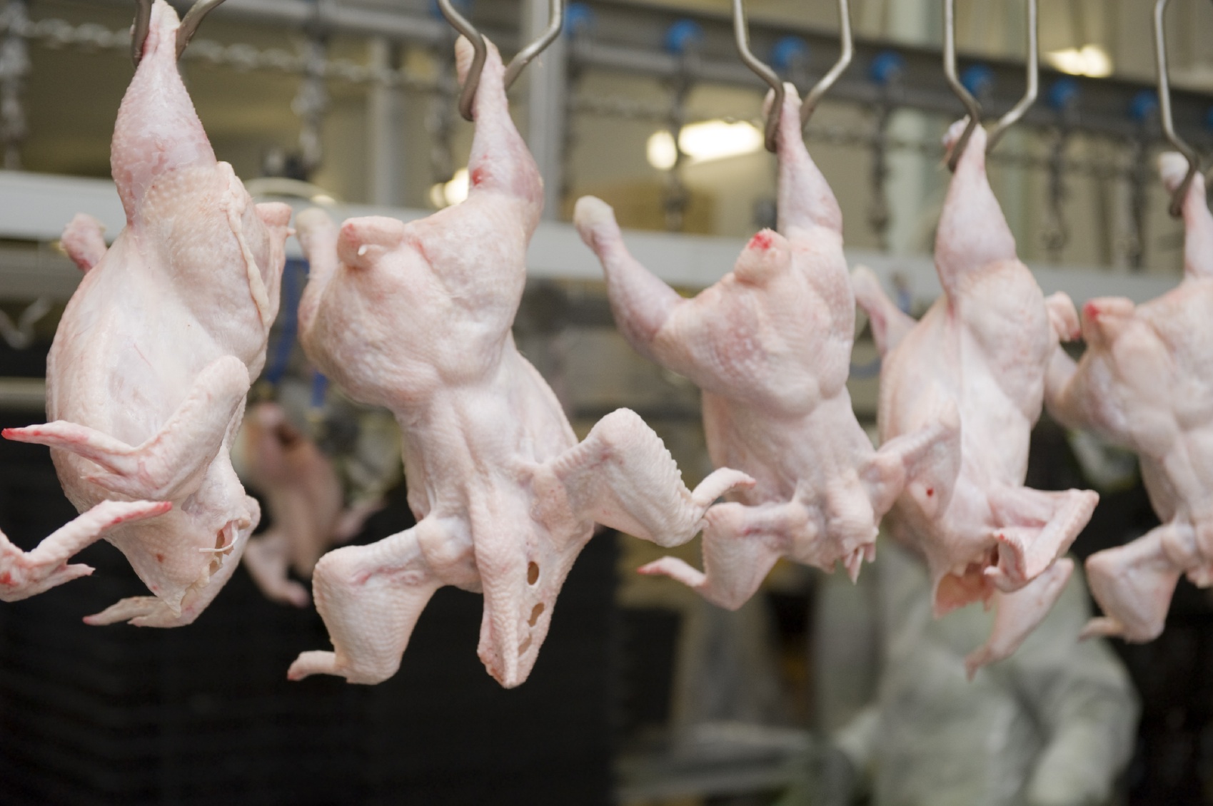 Украина в лидерах экспорта курятины – аналитики компании Pro-Consulting. Корреспондент