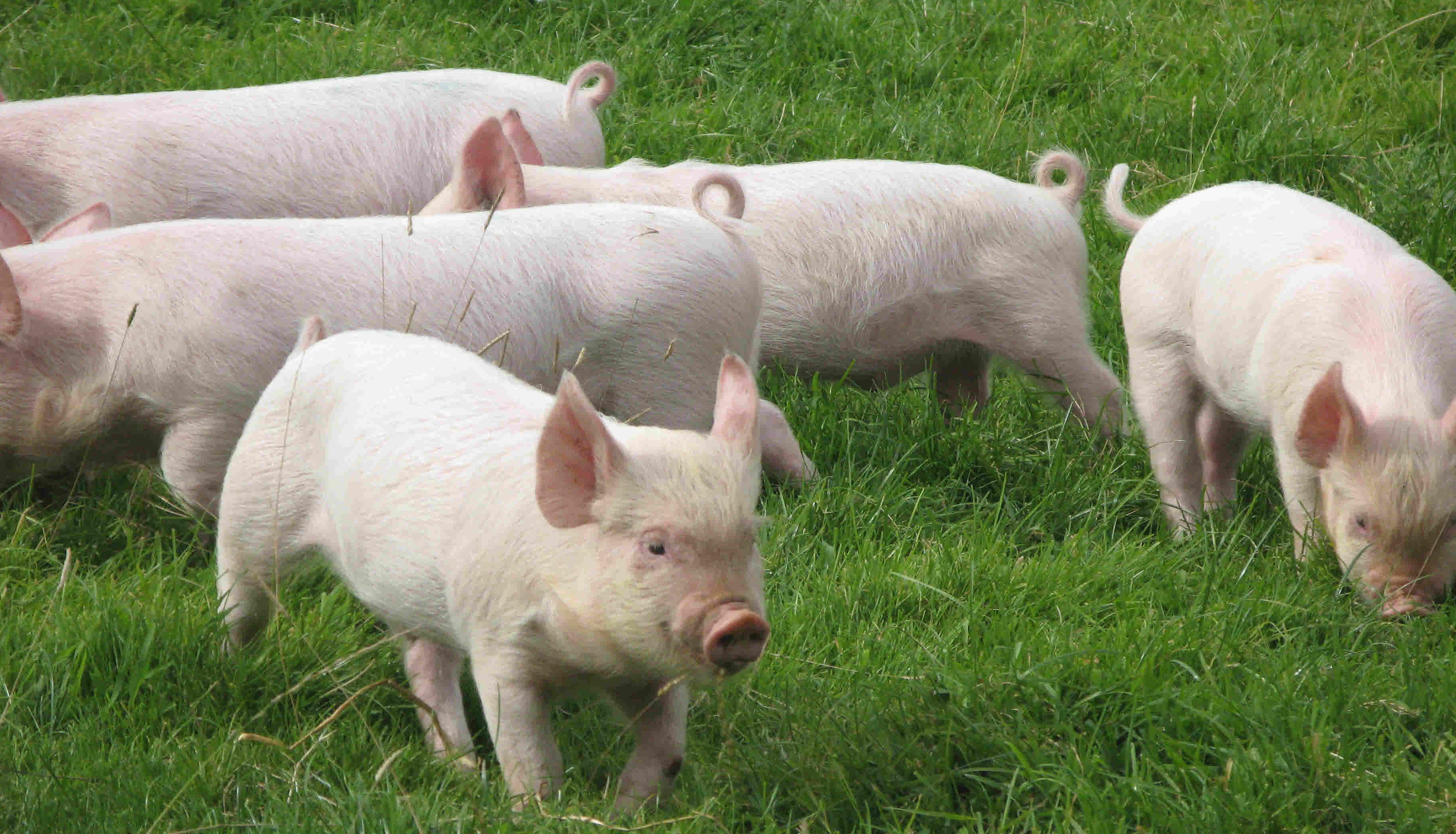 Імпорт свинини в Україну виріс в 7,5 раз – аналітики Pro-Consulting. Капітал