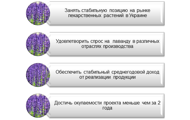 Бизнес план по выращиванию лаванды