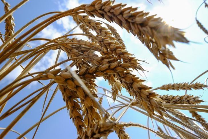 Украина теряет 15% урожая зерновых из-за неправильного хранения - эксперты - аналитики компании Pro-Consulting. Информационное агенство Униан