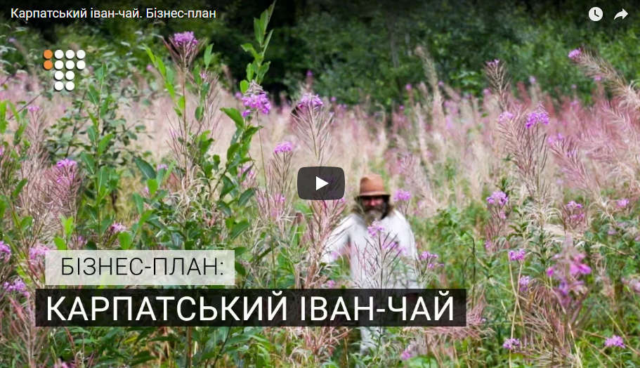 Иван-чай: собственное дело на карпатских травах - проект 